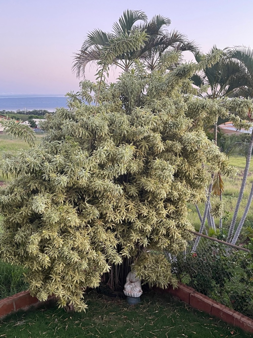 Variegated Faux Foliage Accent Plant - Cream and Green